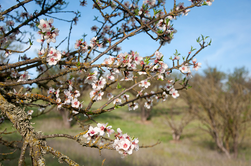 Almond blossoms at Fat Uncle Farms.
