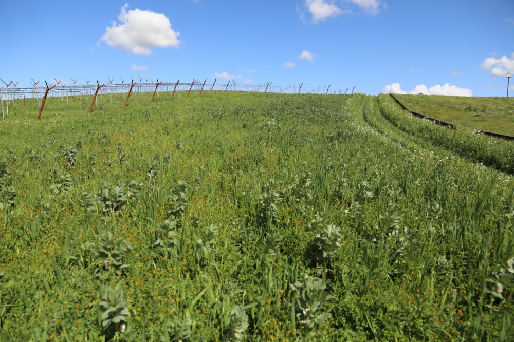 A field of cover crops