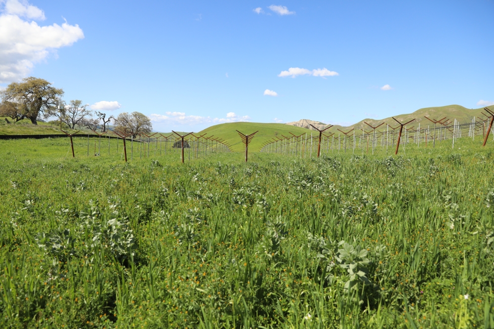 A field of cover crops at Paicines Ranch