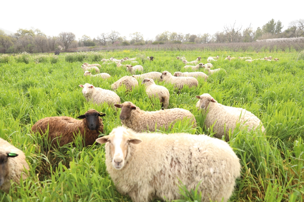 Sheep graze a field