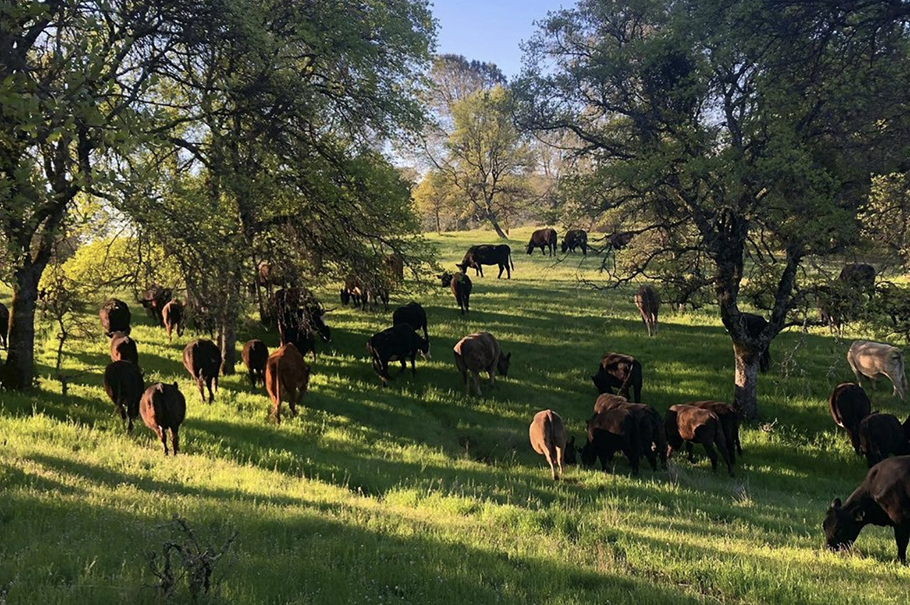 Cattle in a green pasture under the trees.