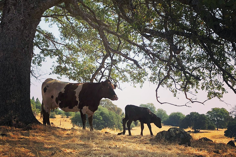 Mother cow and calf under trees.