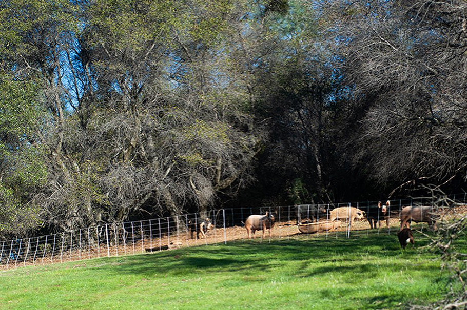 Pigs under the trees behind a fence.