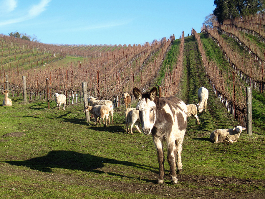 Sheep guarded by a donkey in the vineyard.