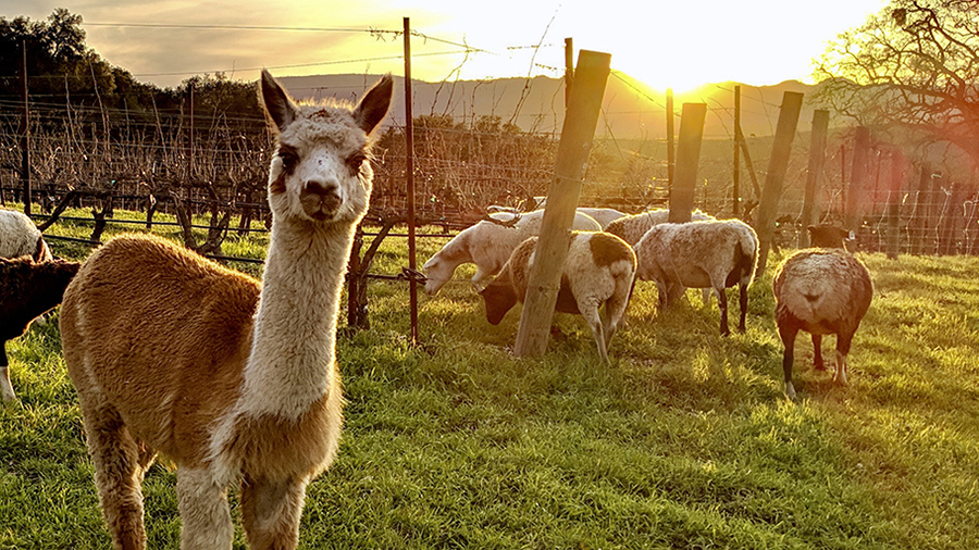 Paco the alpaca and the sheep in the vineyard