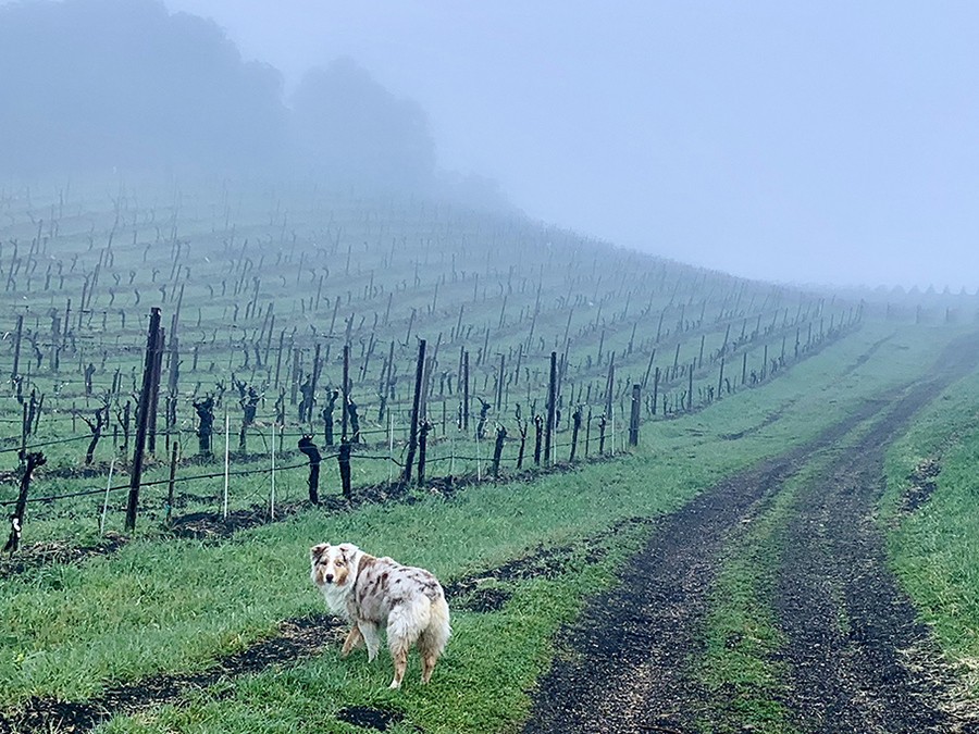dog in a green vineyard.