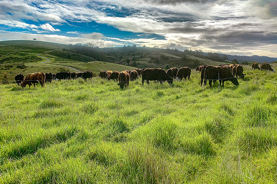 cows at TomKat Ranch