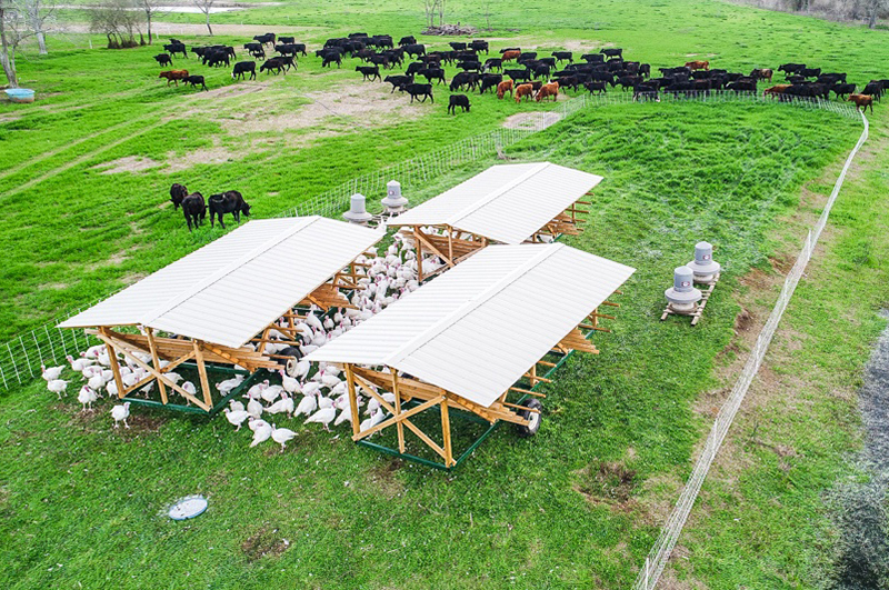 Turkeys with portable shelters and cows in separate but nearby paddocks.