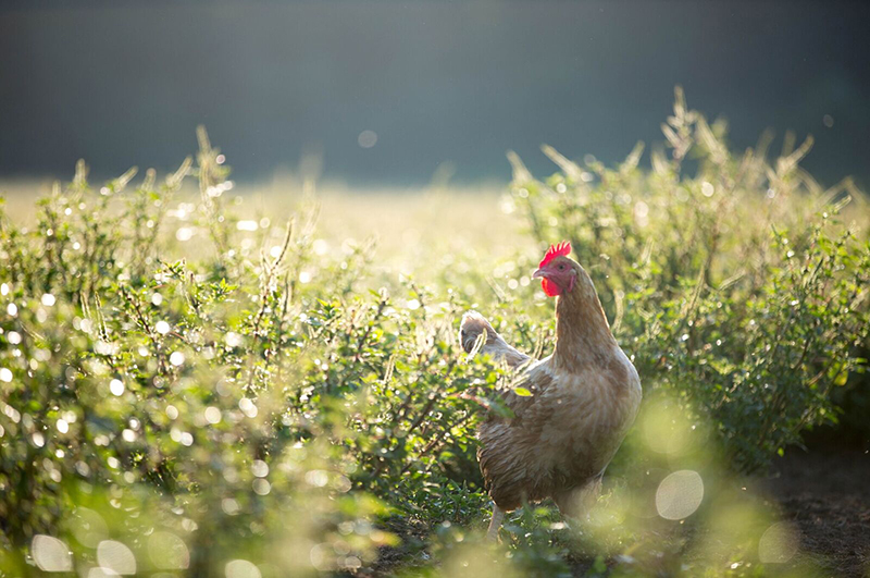 A chicken running free in the pasture.