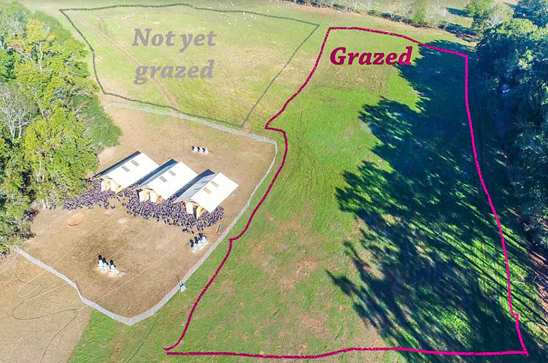 View of part of the White Oak Pastures property from above showing the positive impact of grazing in the circled greener grass area.