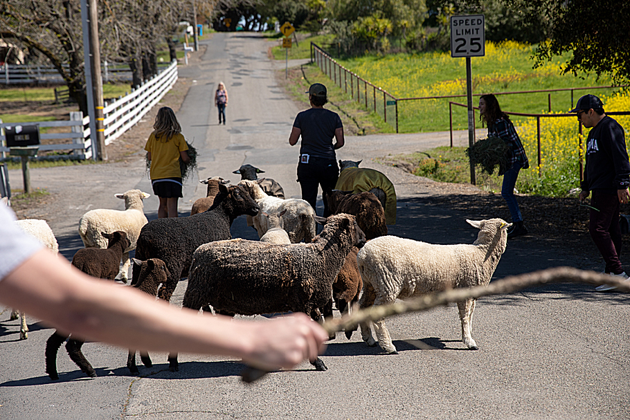 Sarah Keiser and her neighbors herding sheep down the road with the Penngrove Grazing Cooperative. Photo by Paige Green with Fibershed.