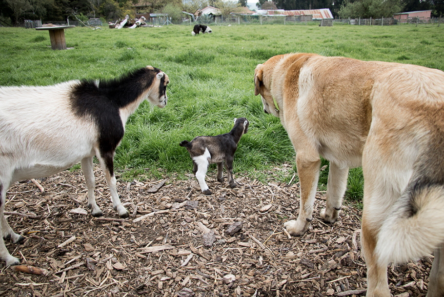 Dog with goats