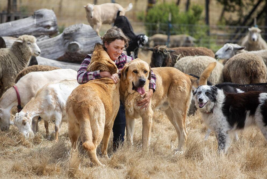 Sarah Keiser and her herding dogs