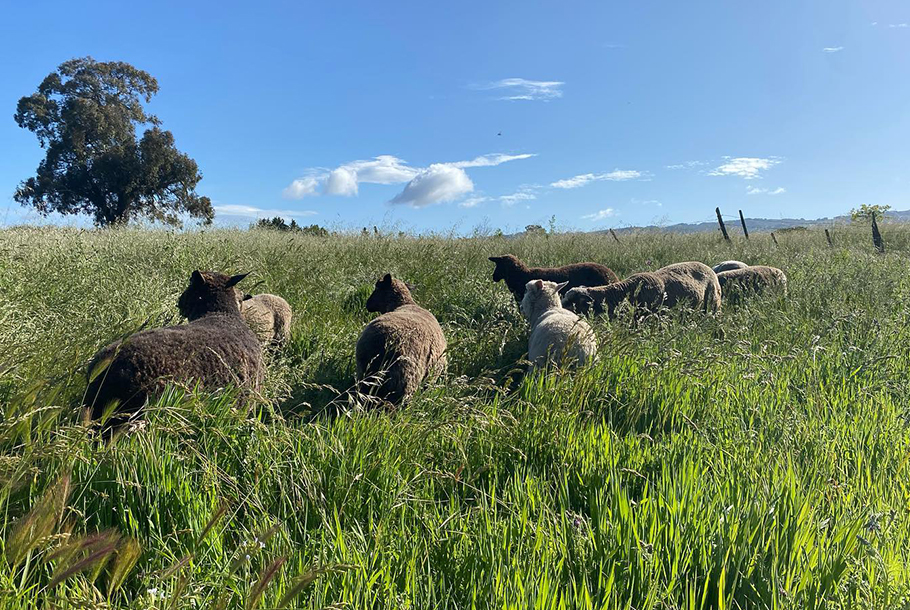 Sheep in tall grass.