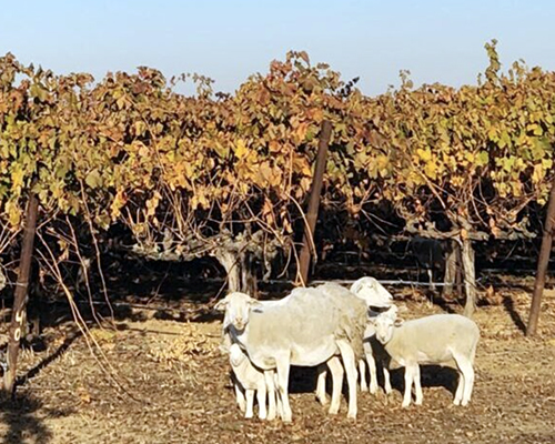 livestock in vineyard