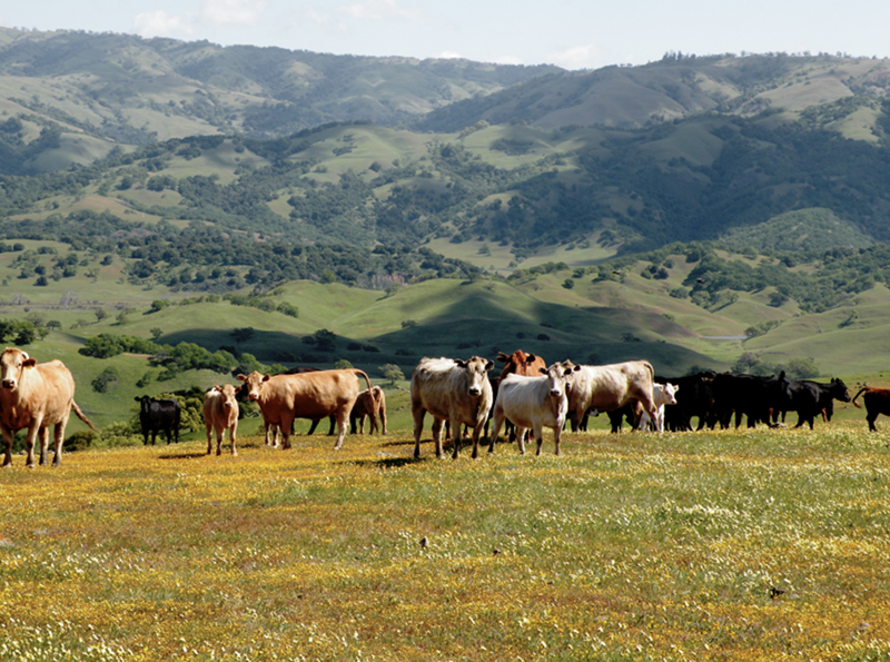 cows on rangeland