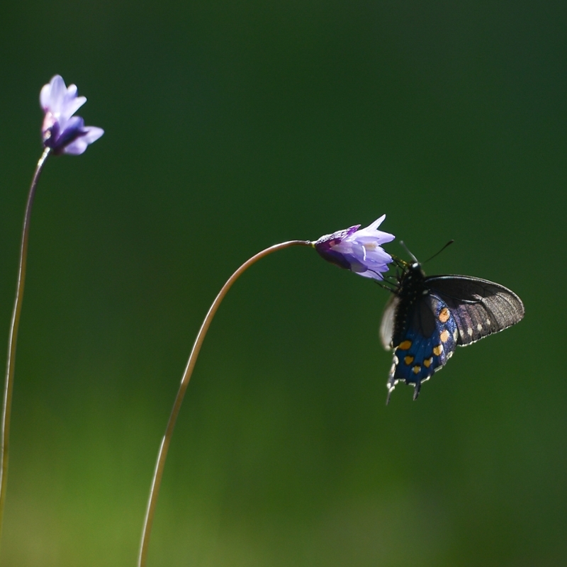 A butterfly flutters its wings at the Butte Creek Ecological Reserve