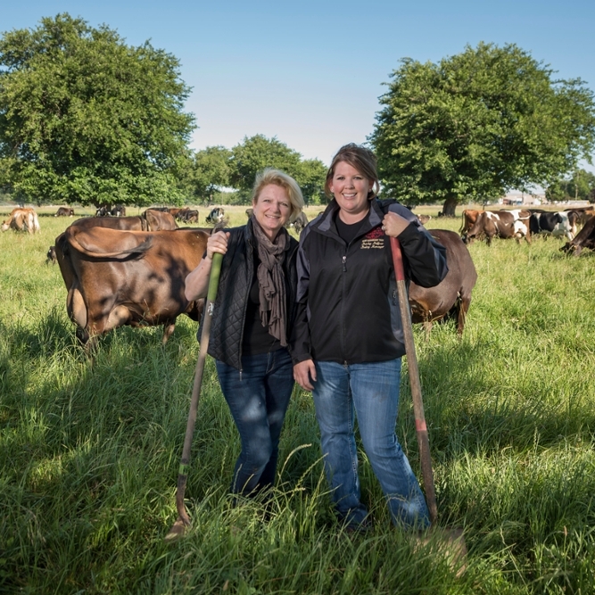 Two people stand in the middle of a field of cows.