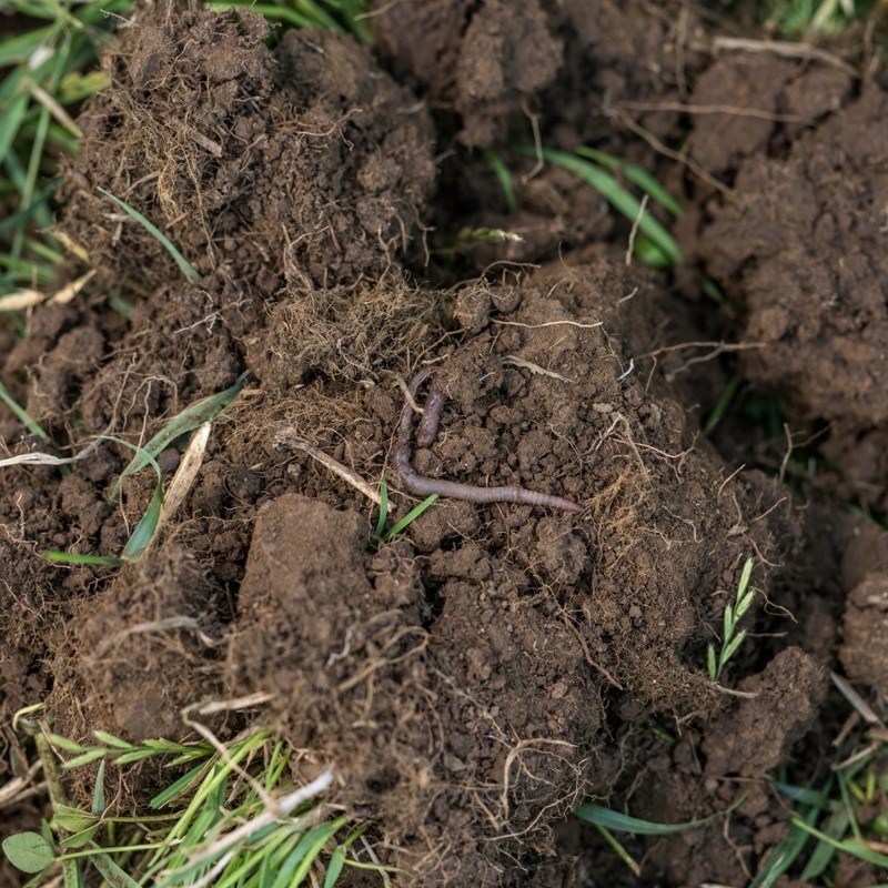 Healthy soil with a worm in it