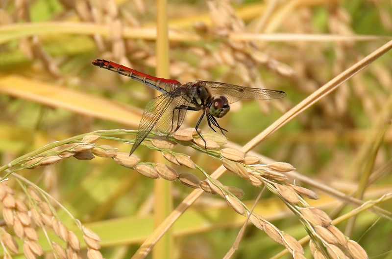 insect on a rice plant