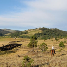 Ranch Resiliency and Range Stewardship