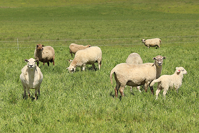 sheep on rangeland