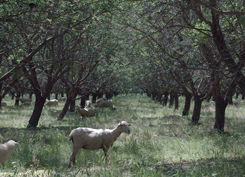sheep in almond orchard