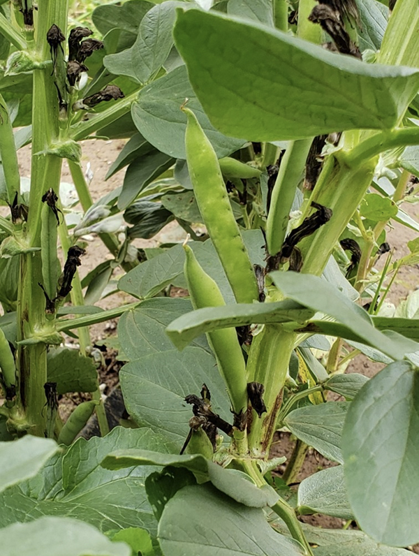 fava bean plants