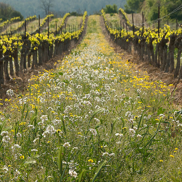 vineyard with cover crops