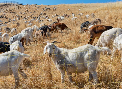 goats grazing for fire prevention