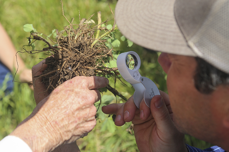 clayton handy examines roots
