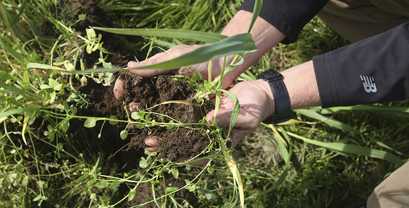 Hands in soil with cover crops