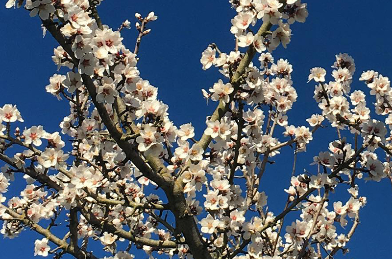 Almond blossoms at Massa Organics.