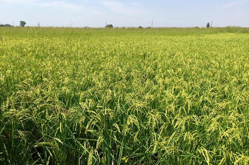 Rice field.