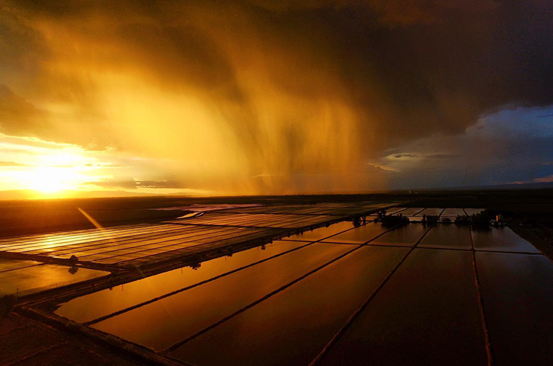 Thunderstorm on the rice field.