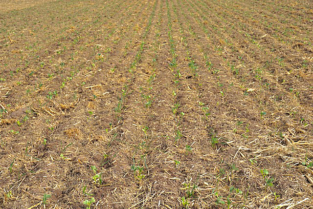 Cover crop seedlings emerging in field 168
