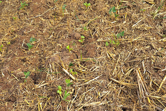 Cover crop seedlings emerging in field 168
