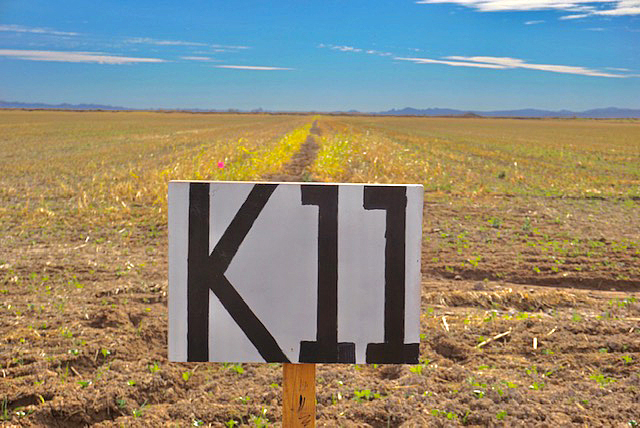 Cover crop seedlings emerging in field K11