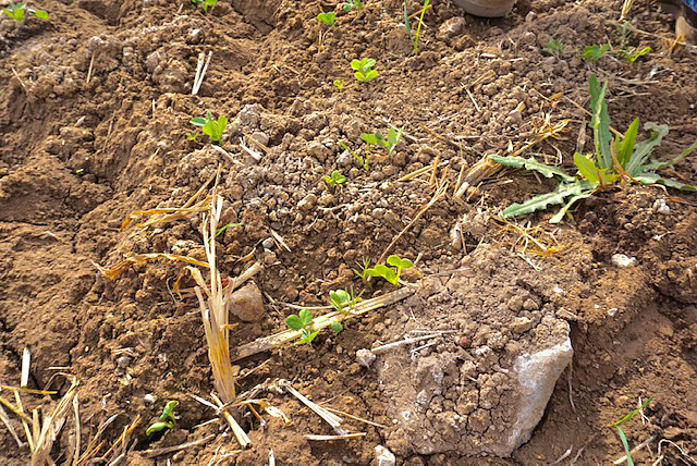 Cover crop seedlings emerging in field K11