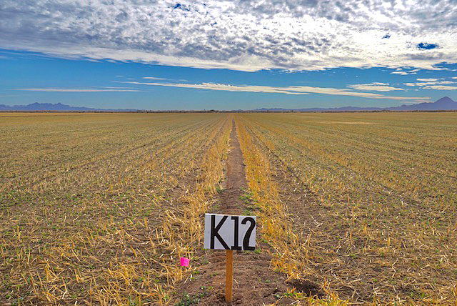 Cover crop seedlings emerging in field K12
