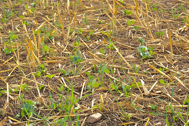 Cover crop seedlings emerging in field K12