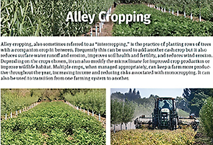 alley cropping fact sheet