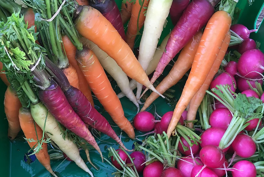 colorful carrots and radishes