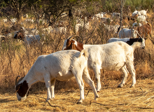 goats grazing for fire control