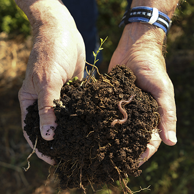 Hands holding healthy soil with earthworms in it.