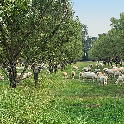 sheep graze cover crops under almond trees
