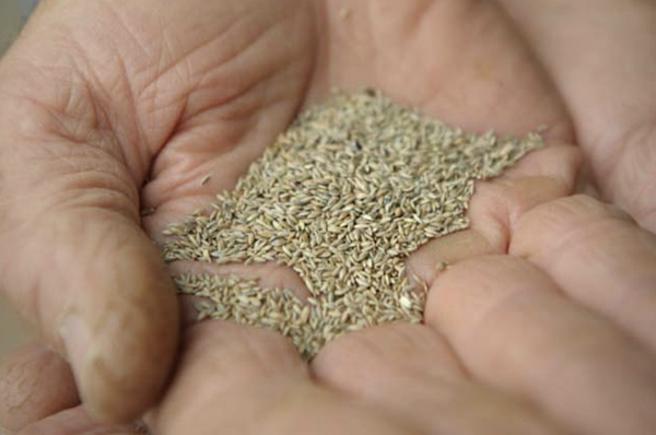 seeds held in a person's hand