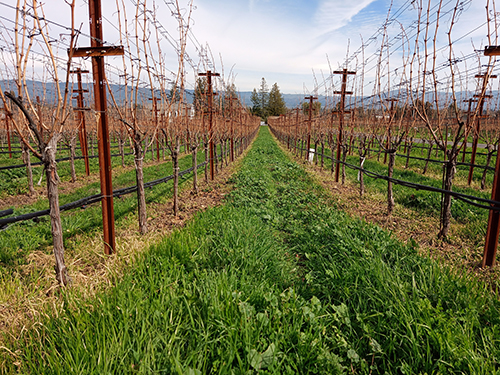 cover crops in a vineyard