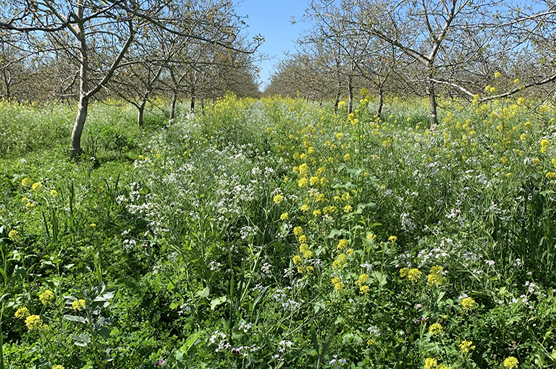 cover crops in a walnut orchard