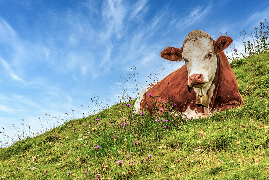 cow resting in a pasture